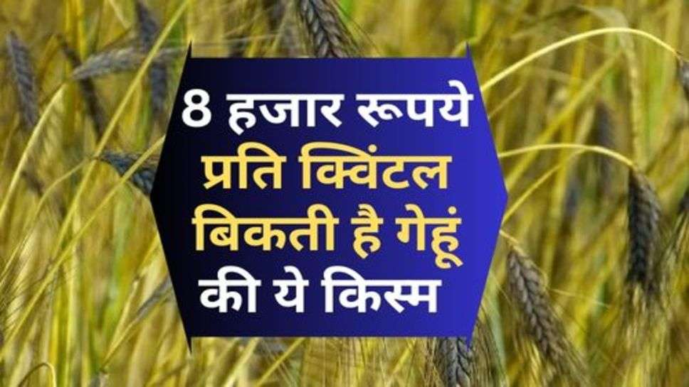 Wheat Price : 8 हजार रूपये प्रति क्विंटल बिकती है गेहूं की ये किस्म