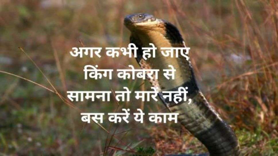 King Cobra: अगर कभी हो जाए किंग कोबरा से सामना तो मारें नहीं, बस करें ये काम