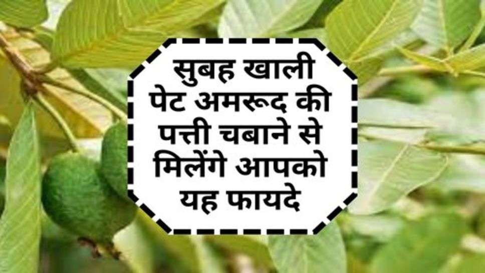 Guava Leaf : सुबह खाली पेट अमरूद की पत्ती चबाने से मिलेंगे आपको यह फायदे