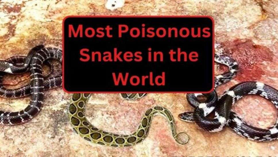 Most Poisonous Snakes in the World: दुनिया के 6 सबसे जहरीले सांप जिनका काटा पानी ना मांगे