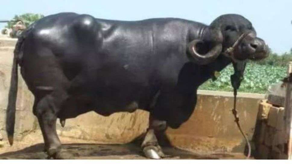 World's Most Expensive Buffalo : जानें किस घर में है दुनिया की सबसे महंगी भैंस?