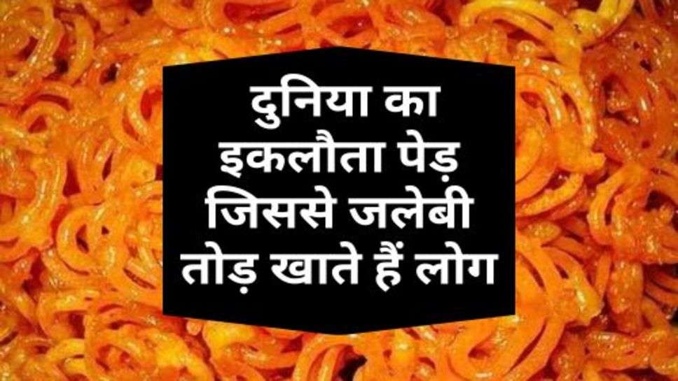 Jalebi : दुनिया का इकलौता पेड़ जिससे जलेबी तोड़ खाते हैं लोग, जानें कहां है ये पेड़