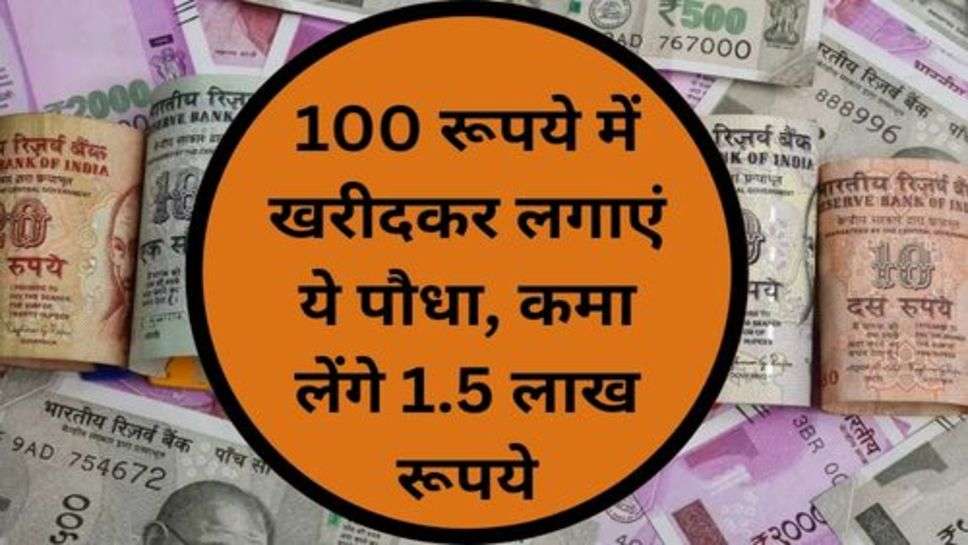 Business News: 100 रूपये में खरीदकर लगाएं ये पौधा, कमा लेंगे 1.5 लाख रूपये