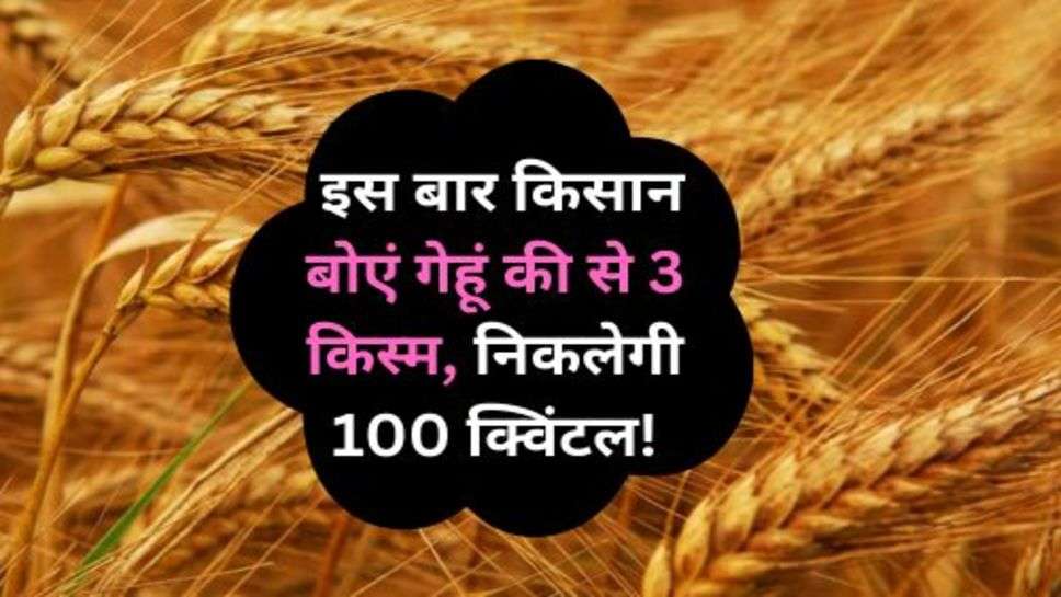 3 Varieties of Wheat : इस बार किसान बोएं गेहूं की से 3 किस्म, निकलेगी 100 क्विंटल!