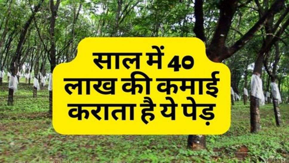 Business Idea : साल में 40 लाख की कमाई कराता है ये पेड़, कैसे करें इसकी खेती