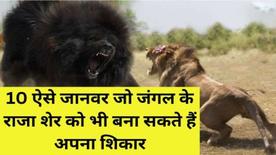 Lion Hunting: 10 ऐसे जानवर जो जंगल के राजा शेर को भी बना सकते हैं अपना शिकार