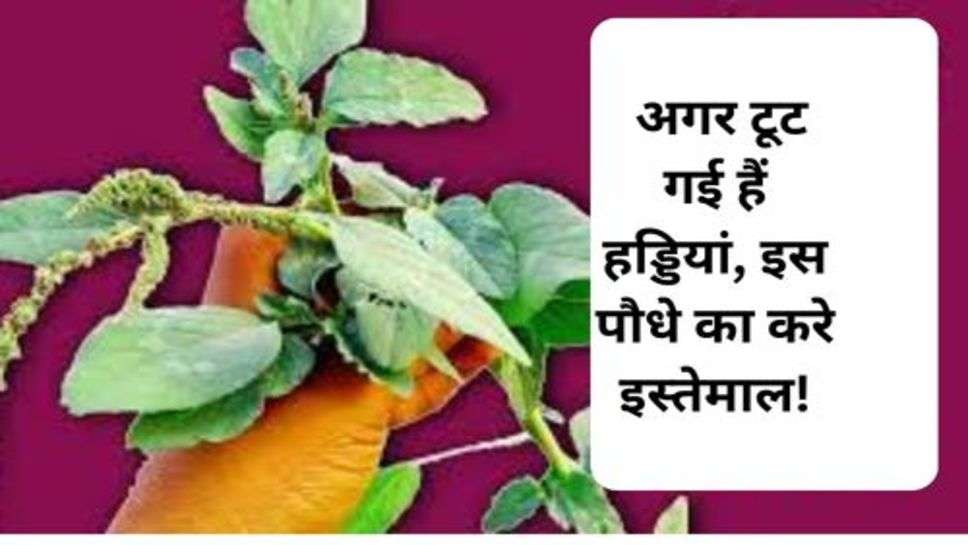 Health Tips : अगर टूट गई हैं हड्डियां, इस पौधे का करे इस्तेमाल!