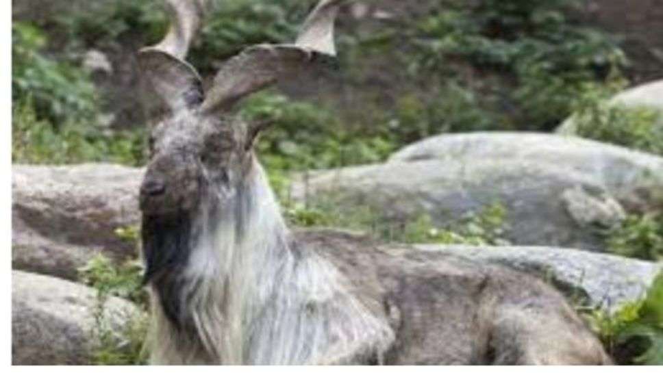 Markhor Goat : ये बकरी चबा सकती है किंग कोबरा को कच्चा