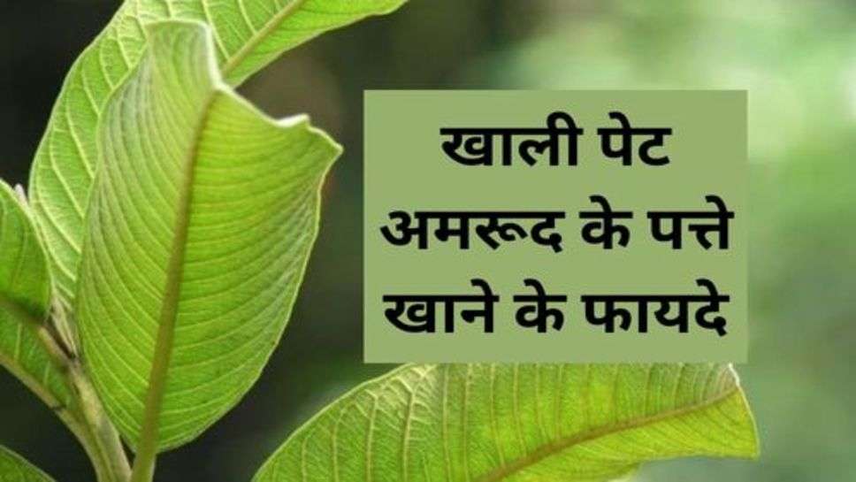 Health Tips : खाली पेट अमरूद के पत्ते खाने के फायदे