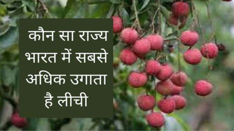 Best Litchi Grows State : कौन सा राज्य भारत में सबसे अधिक उगाता है लीची