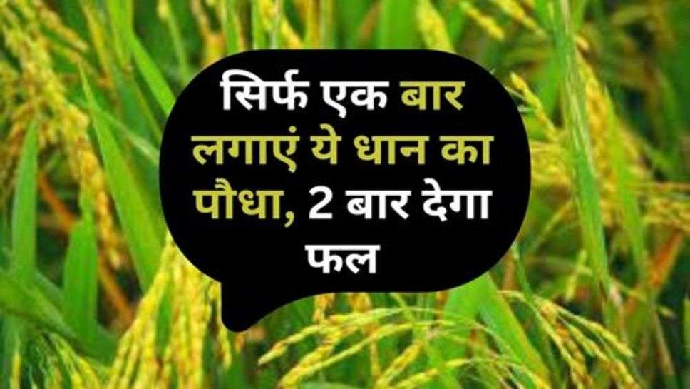 Rice Plant : सिर्फ एक बार लगाएं ये धान का पौधा, 2 बार देगा फल