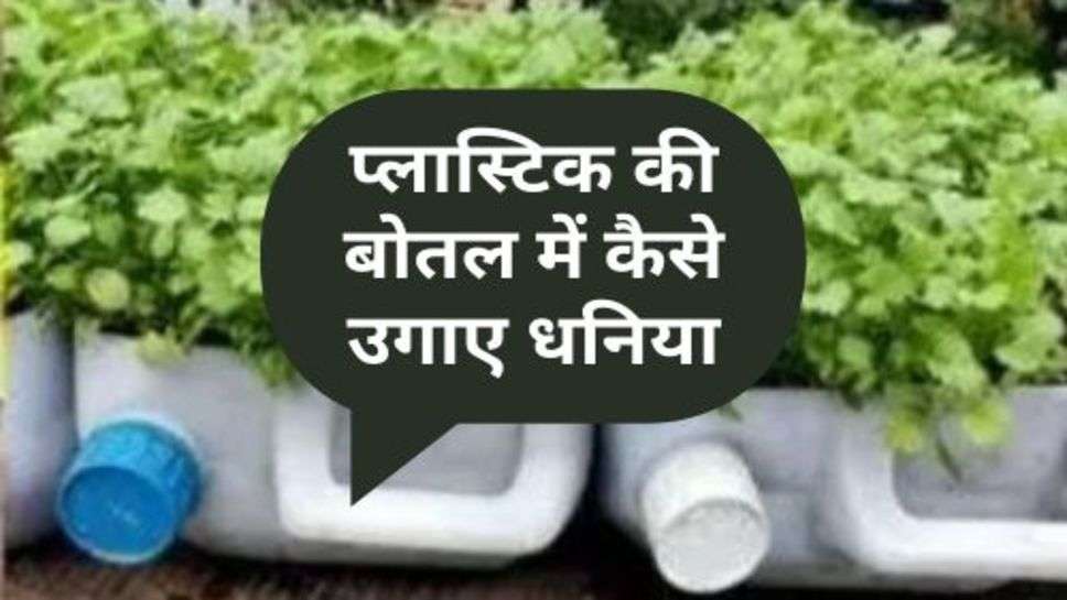 How to Grow Coriander in Plastic Bottle : प्लास्टिक की बोतल में कैसे उगा सकते हैं धनिया