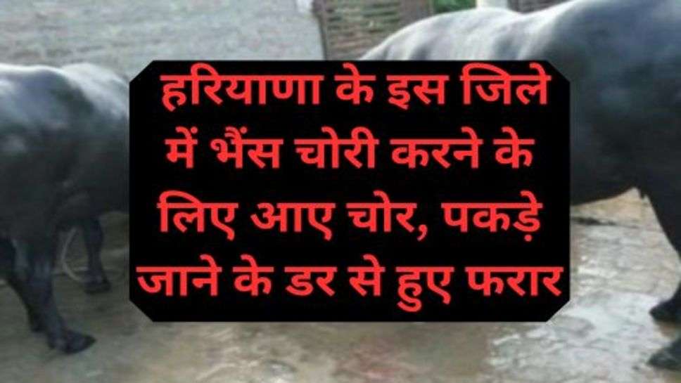 Haryana News: हरियाणा के इस जिले में भैंस चोरी करने के लिए आए चोर, पकड़े जाने के डर से हुए फरार