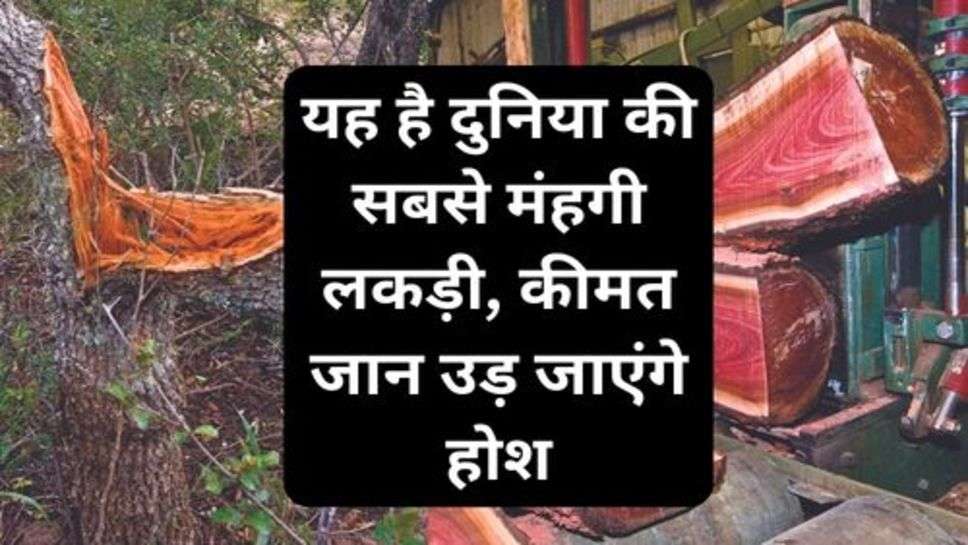 Most Expensive Wood In The World: यह है दुनिया की सबसे मंहगी लकड़ी, कीमत जान उड़ जाएंगे होश