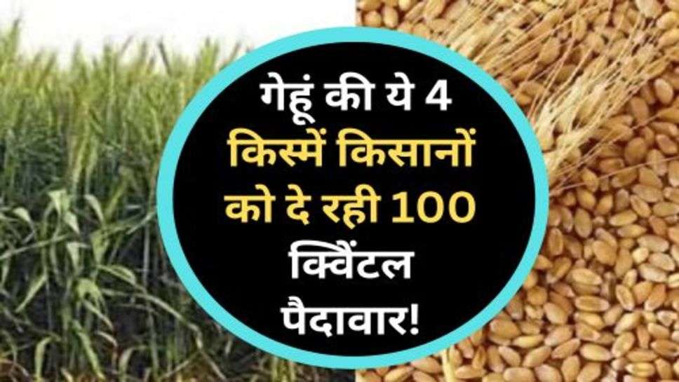 4 Varieties of Wheat : गेहूं की ये 4 किस्में किसानों को दे रही 100 क्विेंटल पैदावार!