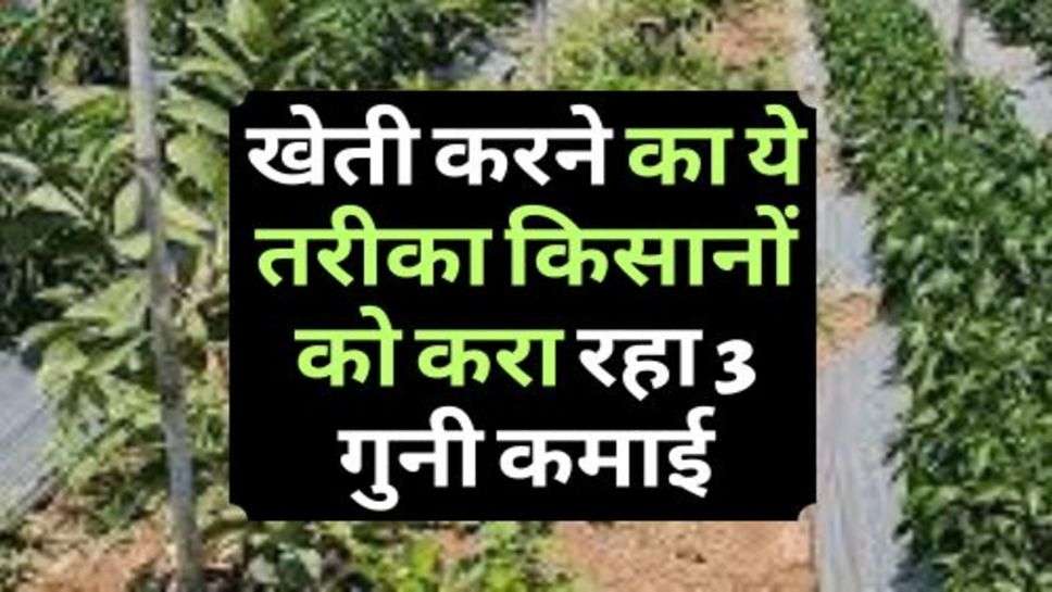 Farming Tips : खेती करने का ये तरीका किसानों को करा रहा 3 गुनी कमाई, आज ही अपना लें