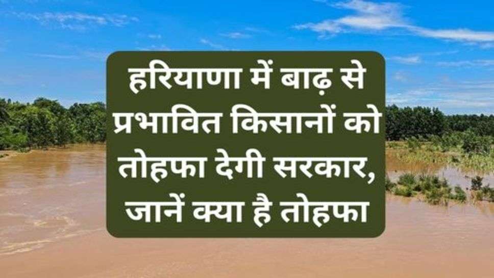 Haryana News: हरियाणा में बाढ़ से प्रभावित किसानों को तोहफा देगी सरकार, जानें क्या है तोहफा