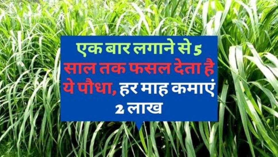 Napier Grass : एक बार लगाने से 5 साल तक फसल देता है ये पौधा, हर माह कमाएं 2 लाख