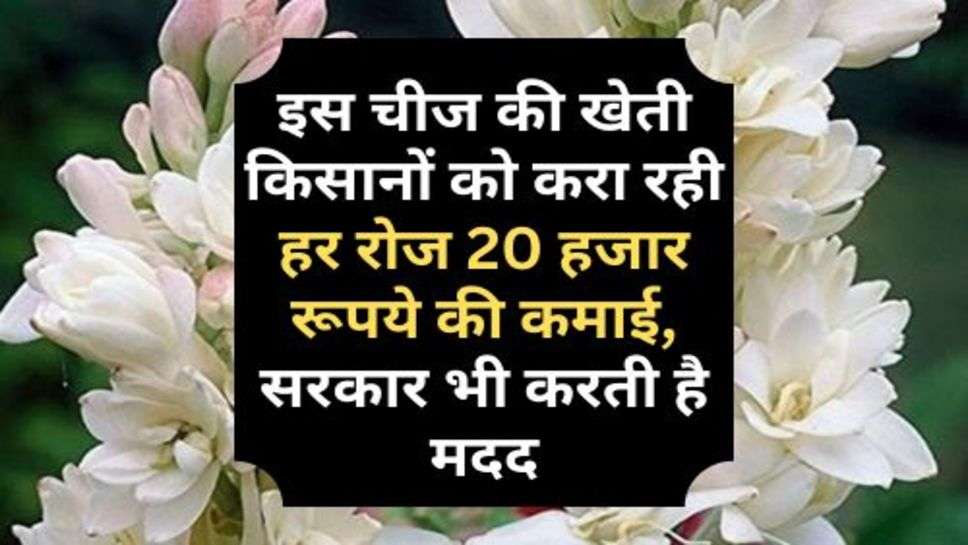 Business Tips : इस चीज की खेती किसानों को करा रही हर रोज 20 हजार रूपये की कमाई, सरकार भी करती है मदद