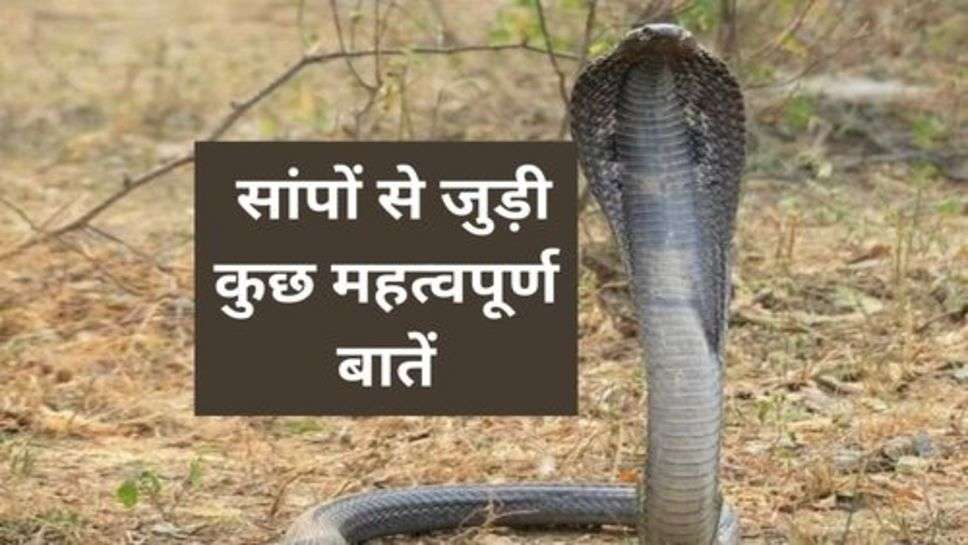 King Cobra : सांपों से जुड़ी कुछ महत्वपूर्ण बातें