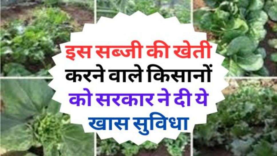 Scheme For Kisan : इस सब्जी की खेती करने वाले किसानों को सरकार ने दी ये खास सुविधा, आप भी जानें