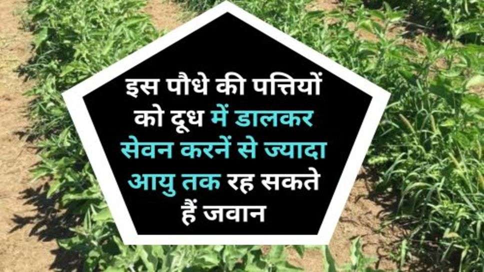 Health Tips : इस पौधे की पत्तियों को दूध में डालकर सेवन करनें से ज्यादा आयु तक रह सकते हैं जवान