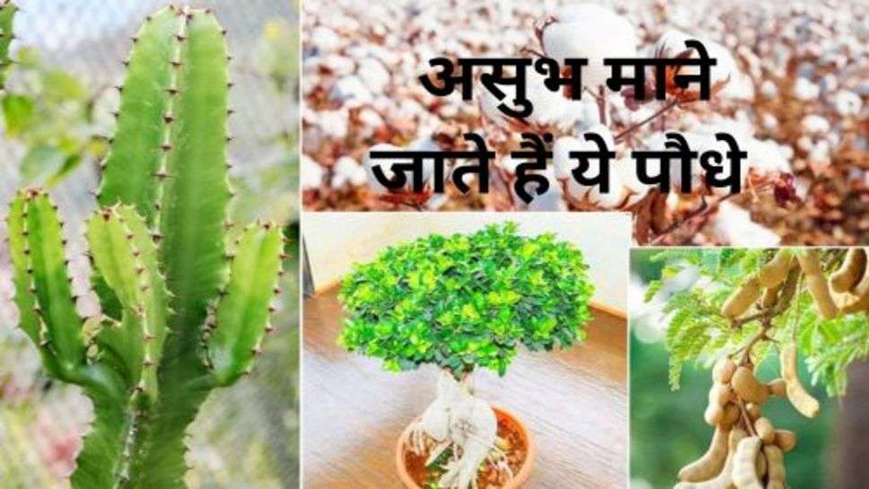 Vaastu Shaastra: असुभ माने जाते हैं ये पौधे,अपने घर के आस-पास भी न लगाए ये पौधे