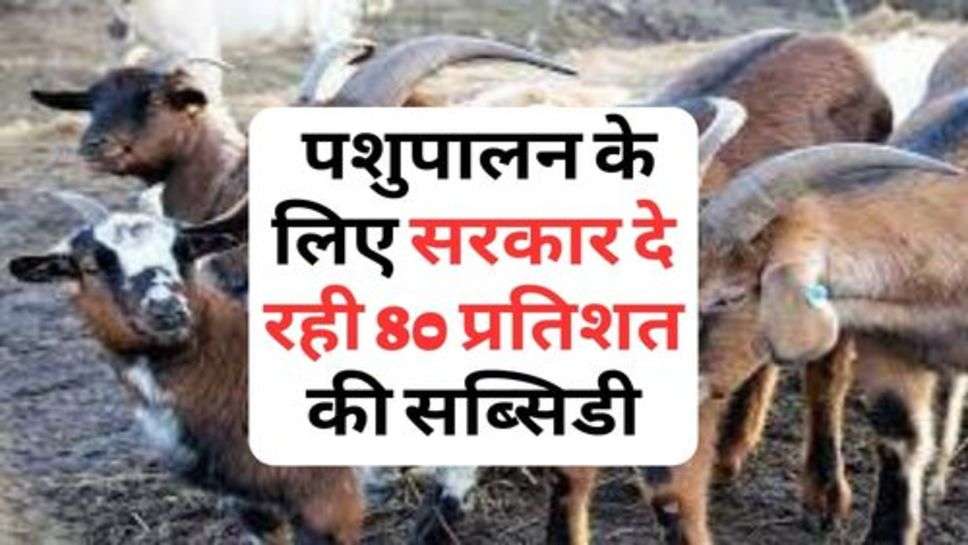 Animal Husbandry : पशुपालन के लिए सरकार दे रही 80 प्रतिशत की सब्सिडी