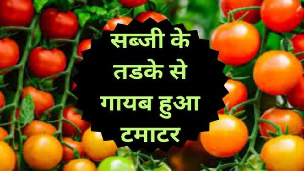 Tomato Prices: सब्जी के तडके से गायब हुआ टमाटर