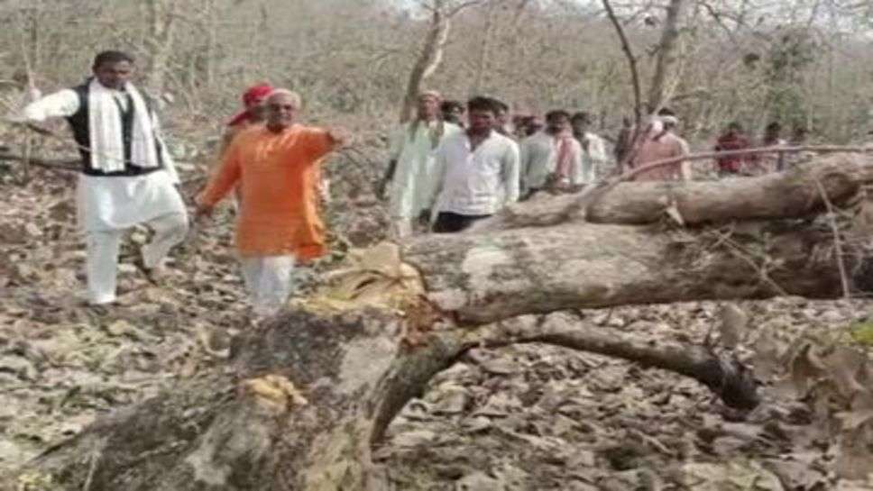 Kalesar's Forest : कलेसर के जंगल में बेशकीमती खैर के पेड़ों का कटान जारी,वन मंत्री ने दिए कार्रवाई के निर्देश