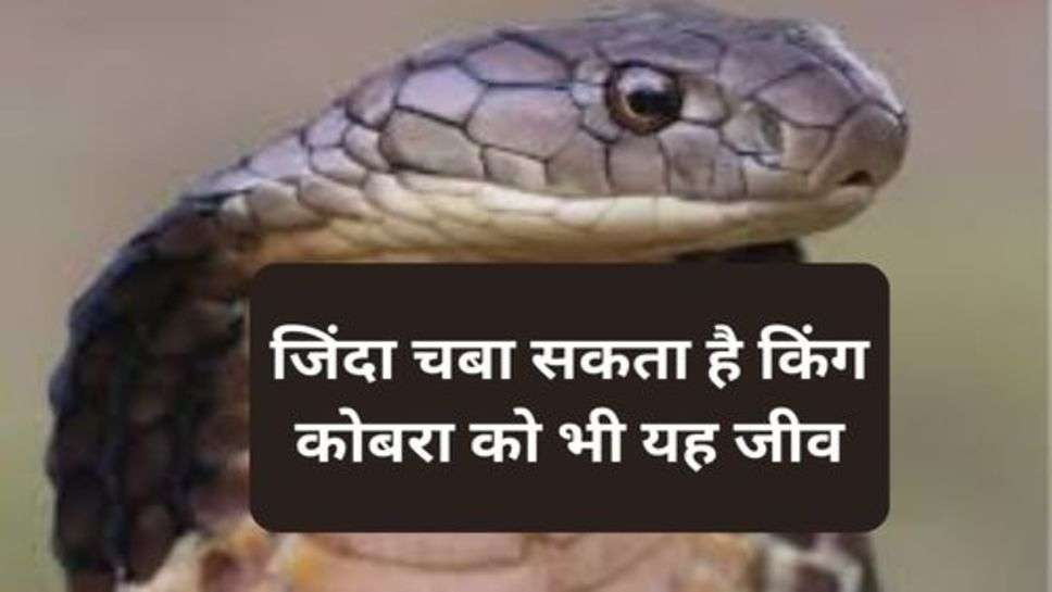 King Cobra : जिंदा चबा सकता है किंग कोबरा को भी यह जीव