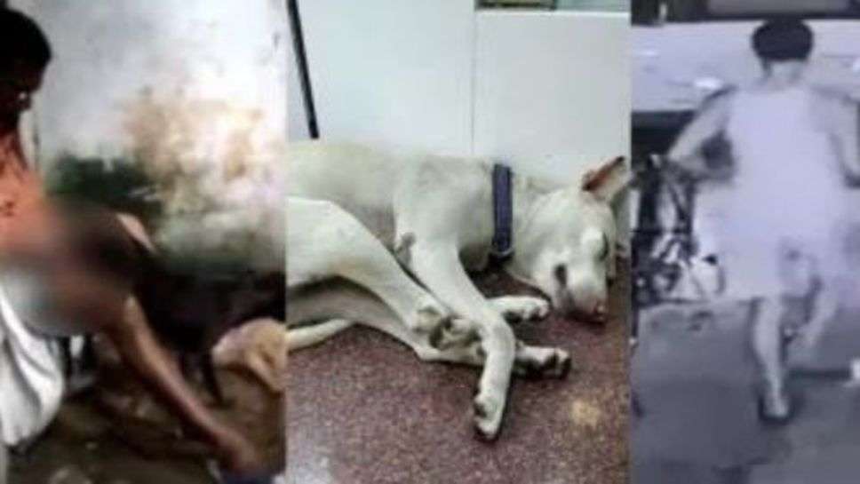 Rape Case With Dogs : 39 कुत्तों से करता था रेप और फिर उतार देता मौत के घाट, जानें क्या है पूरा मामला