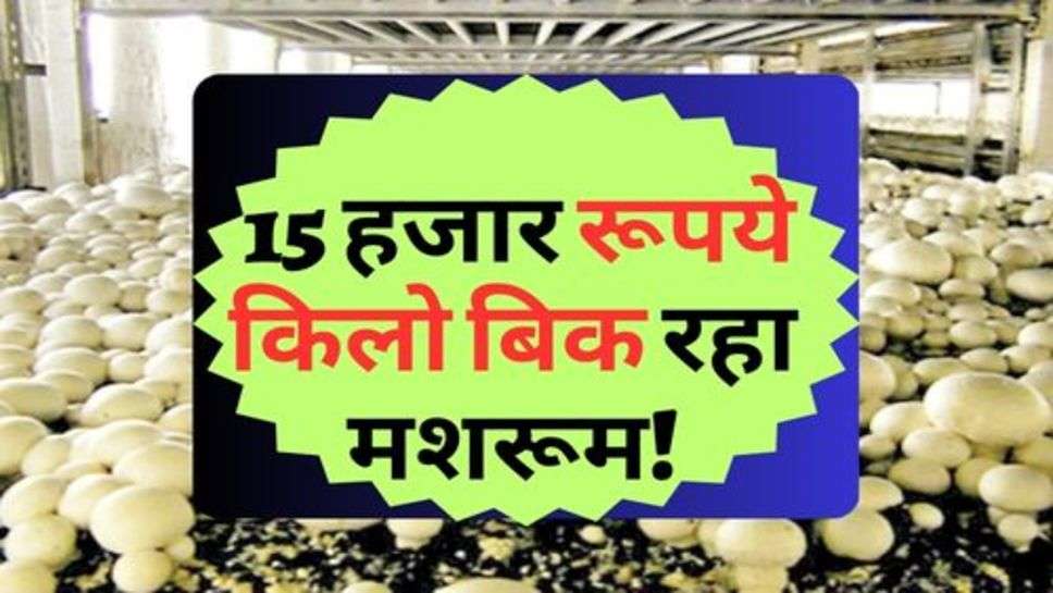 Mushroom Farming : किसानों की हुई बल्ले बल्ले, 15 हजार रूपये किलो बिक रहा मशरूम!