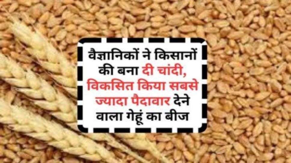 Wheat Germ: वैज्ञानिकों ने किसानों की बना दी चांदी, विकसित किया सबसे ज्यादा पैदावार देने वाला गेहूं का बीज