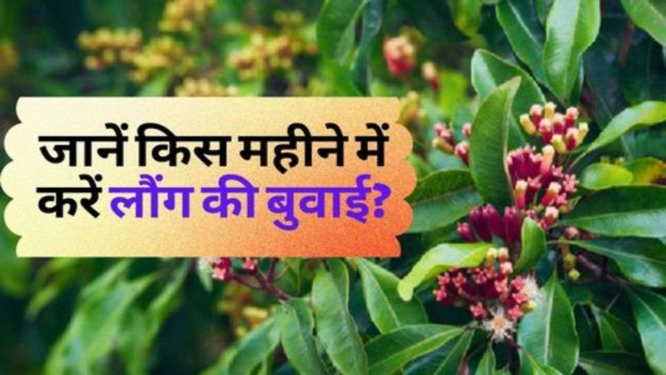 Business Ideas : जानें किस महीने में करें लौंग की बुवाई?