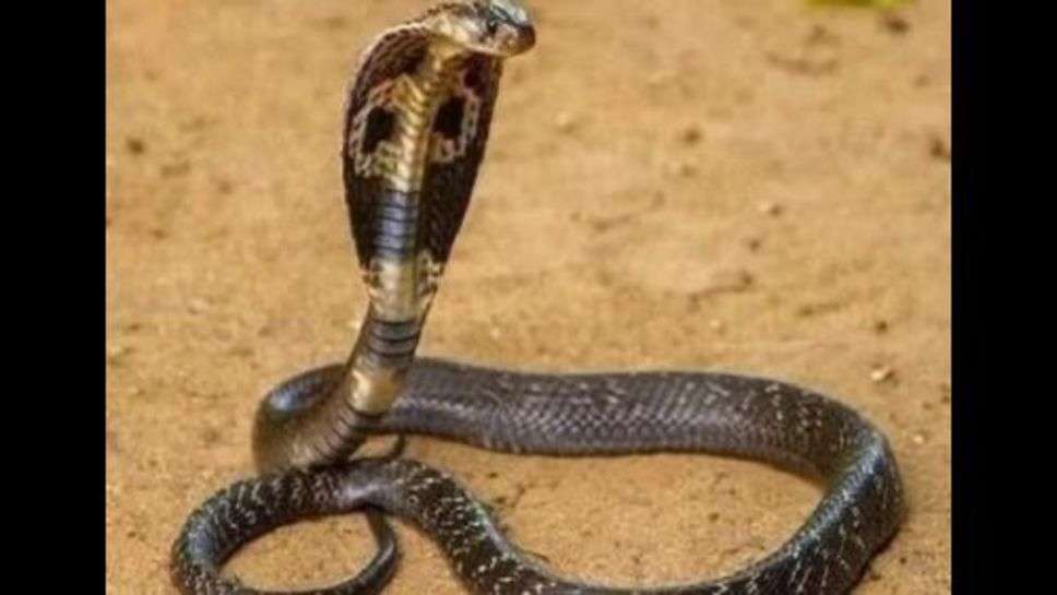 King Cobra : बाप रे! इंसान का पीछा इतनी स्पीड से कर सकता है किंग कोबरा