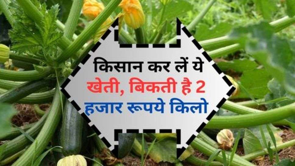 Farming Tips : किसान कर लें ये खेती, बिकती है 2 हजार रूपये किलो