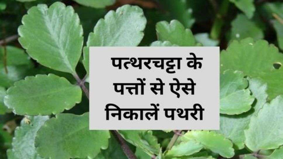 Health Tips : पत्थरचट्टा के पत्तों से ऐसे निकालें पथरी