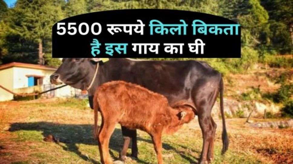 Viral News : 5500 रूपये किलो बिकता है इस गाय का घी, शरीर को मिलते हैं ये फायदे