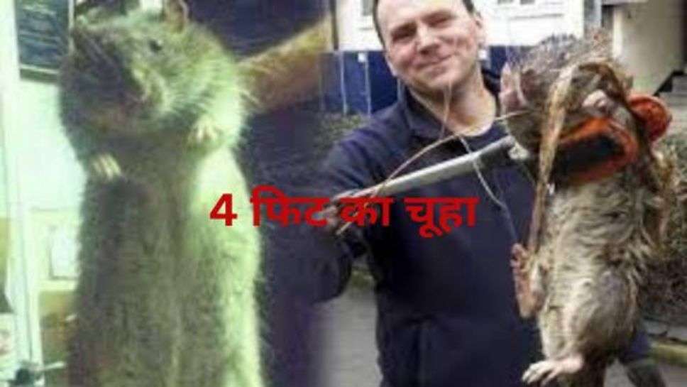 City of Rats: इस शहर पर किया चूहों ने कब्जा, इंसानों से ज्यादा चुहे आ रहे नजर