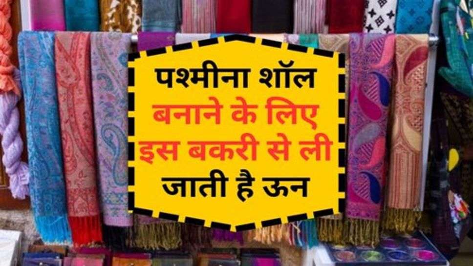 Pashmina Shawl : पश्मीना शॉल बनाने के लिए इस बकरी से ली जाती है ऊन