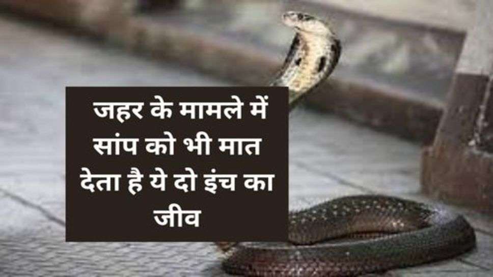 KingCobra : जहर के मामले में सांप को भी मात देता है ये दो इंच का जीव