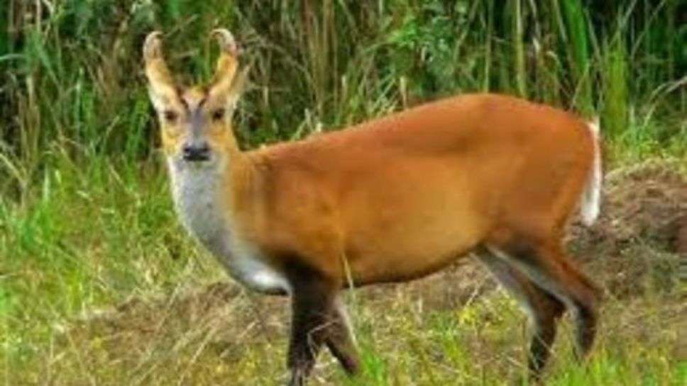 Barking Deer : कैसे होते हैं भौंकने वाले हिरण, क्या होती है उनकी पहचान