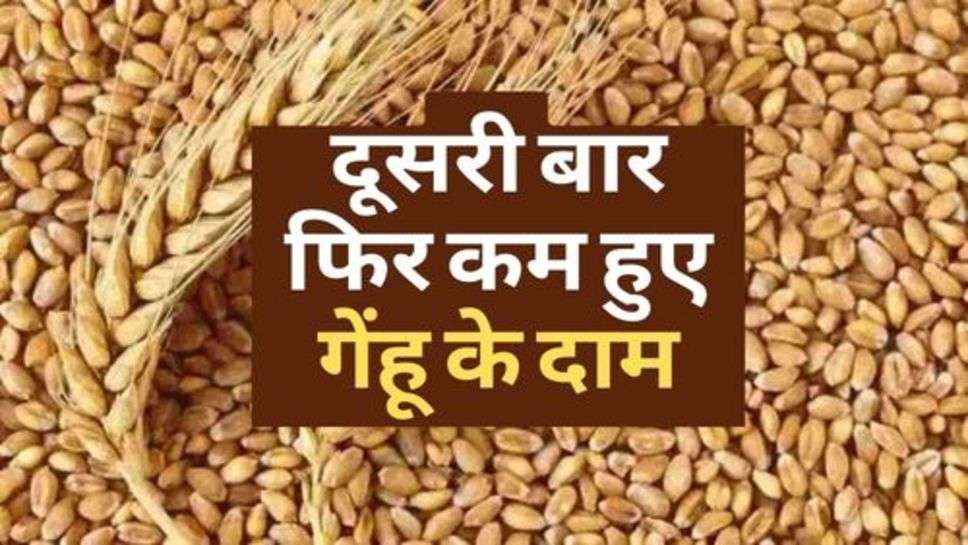 Wheat Price : सरकार का बड़ा फैसला, दूसरी बार फिर कम हुए गेंहू के दाम