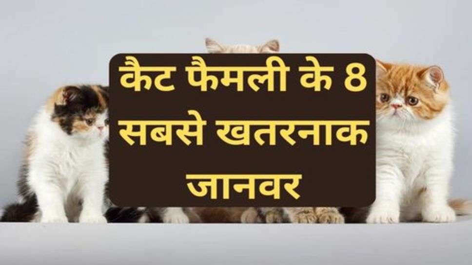 Most Dangerous Animal of Cat Family:कैट फैमली के 8 सबसे खतरनाक जानवर