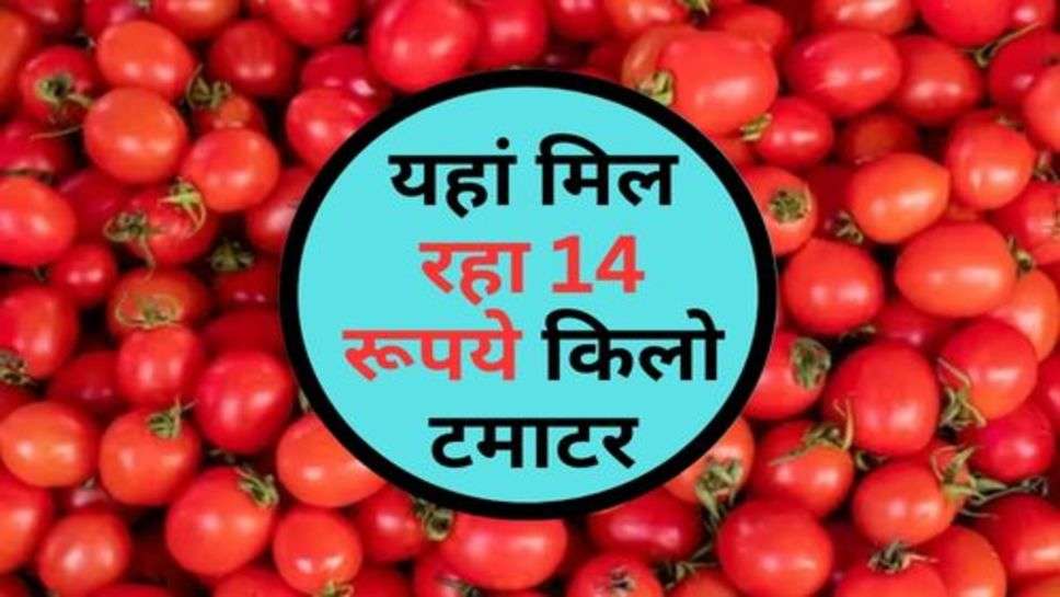 Tomato Price : यहां मिल रहा 14 रूपये किलो टमाटर, जल्द करें खरीदारी