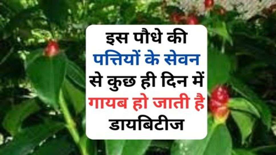 Diabetes : इस पौधे की पत्तियों के सेवन से कुछ ही दिन में गायब हो जाती है डायबिटीज