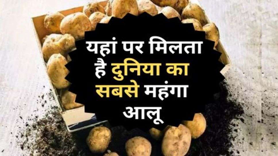 World's Most Expensive Potato : बाप रे! यहां पर मिलता है दुनिया का सबसे महंगा आलू