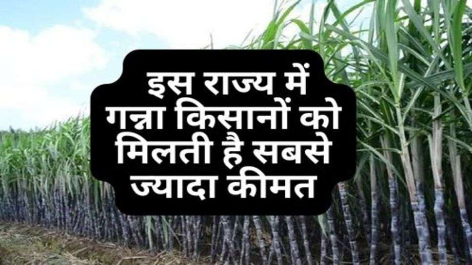 Sugarcane Price : इस राज्य में गन्ना किसानों को मिलती है सबसे ज्यादा कीमत, बिकता है इतने रूपये क्विंटल