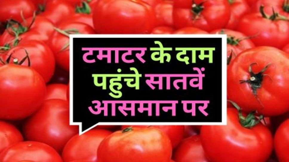 Tomato Latest Price : आमजन को महंगाई का तगड़ा झटका, टमाटर के दाम पहुंचे सातवें आसमान पर